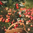 소피마리 이미지