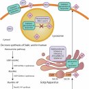 Re: 녹용의 주요 성분 '시알산 sialic acid' --＞ 시알릴화의 효과 2024 네이처!! 이미지