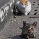 냥이친구 이미지