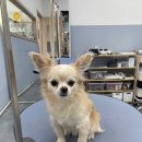 보떼드숑 이미지