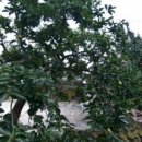 산수유꽃담길평촌 영농조합법인 이미지