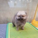 바오도그 이미지