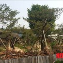 소나무인쇄 이미지