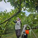 한실농박 이미지