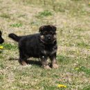 아마존애견사 이미지