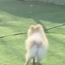 엣지있개 이미지