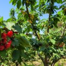 이철 농장 이미지