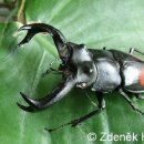 곤충도감 - 애완용 곤충 - 사슴벌레科 - 패리큰턱사슴벌레 이미지
