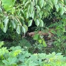 고령목장 이미지