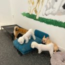 땅콩 애견유치원 이미지