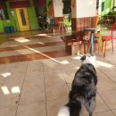 덕수네애견 이미지