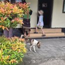 테바카페 | 발리 여행 2일차 | 우붓 투어(테바 사리 식당 추천, 계단식논, 몽키포레스트) 내돈내산 후기