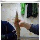 자연산 대하.... 이미지