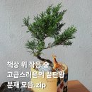 승진농장 | 책상 위 작은 숲 🌲 승진·개업·부모님 인사 선물로 인기 폭발한 느린토끼 분재 라인업 모음.ZIP 📦✨