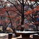 처연의 소리 이미지