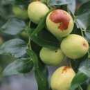 오상농장 이미지