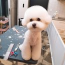 미미 펫 그루밍 이미지