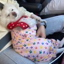 안녕펫택시 이미지