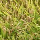 황금물결 이미지