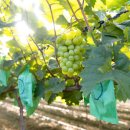 경북농약사 이미지