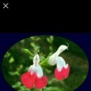 시온의 대로 이미지