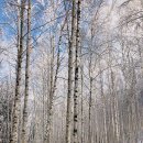 자작나무 숲 이미지