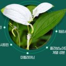 민간약초 생활한방 | 삼백초추출물 효능(삼백초 효능) 4가지