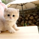 천안고양이분양 베스트캣 제나캣 천안점 이미지