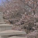 소풍길 힐링 산책(강좌번호 : 4) | 동래읍성 벚꽃 실시간 부산 꽃구경 명소 4