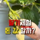 으뜸어린이집 | 속초 아이랑 가볼만한곳, 딸기체험 과연 돈 값 할까? 속초소야으뜸딸기
