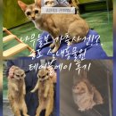미어캣 | 송도 실내 동물원 테이블에이 후기 (알파카부터 미어캣까지, 나무늘보 가출 사건?!)