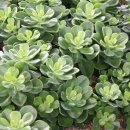 베데스다농장 이미지