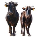 선인축산 이미지