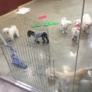 고려애견 이미지