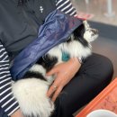 우리집 댕댕이 | [강아지영양제] 제주도 한달살기 중인 우리집 댕댕이 영양제, 닥터제리