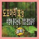 도꼬마리 효능과 부작용, 열매 먹는법 총정리