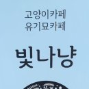 빛나냥 이미지