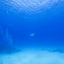 써지에이드 이미지