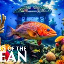 Underwater Paradise 8K (VIDEO ULTRA HD) – Stunning Sea Creatures &amp; Serene.. 이미지