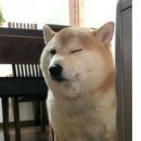 모야가네 이미지