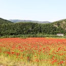 신성리 공룡발자국 이미지