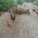 토종닭농장 이미지