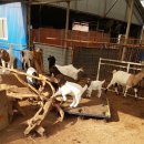 아기염소 이미지