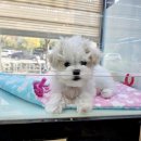 더케이펫 강아지분양 이미지