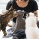 고양이카페 네이버블로그
