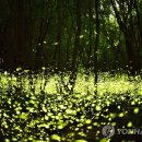 반딧불이 이미지