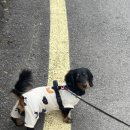 행복한 멍냥이 이미지