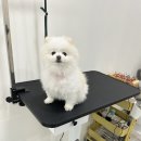 멍뭉이 쌀롱 이미지