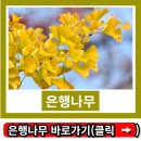 은행나무약국 이미지