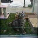 멍앤멍스 | 울산 반려묘 분양하는곳 멍앤멍스에서 아기냥 데려왔어요!